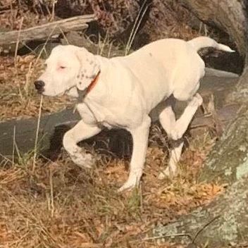 Mia (Peg-Fostered in TN) photo 2