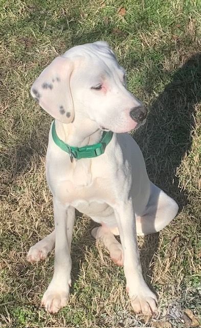Mia (Peg-Fostered in TN) photo 6