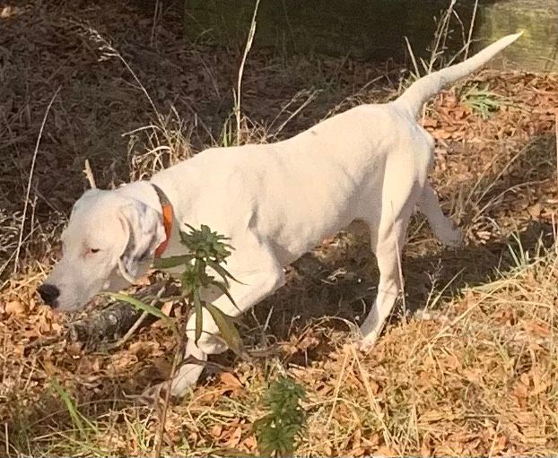 Mia (Peg-Fostered in TN) photo 3