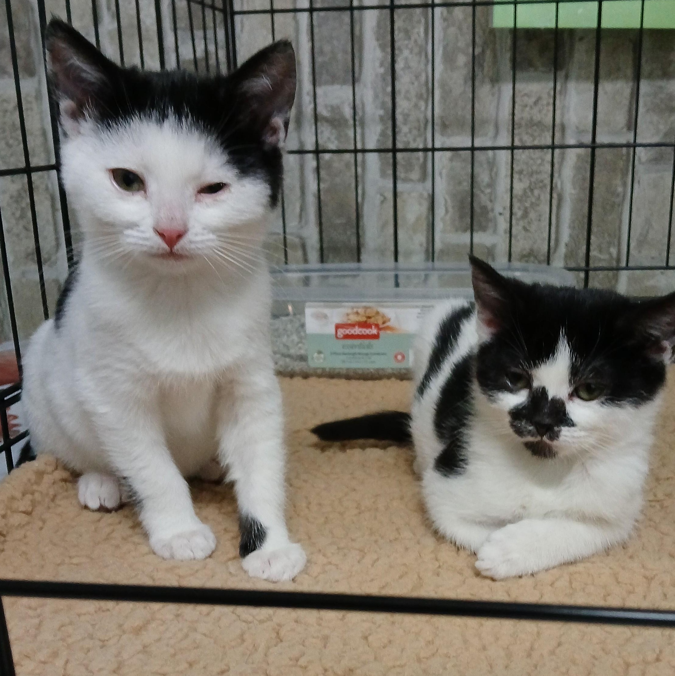 AbbyCadabby and Moo moo