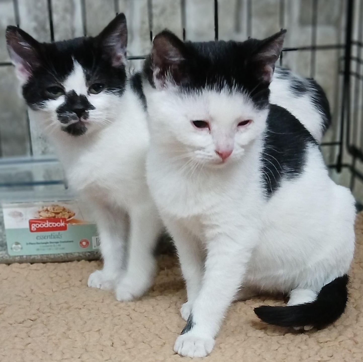 AbbyCadabby and Moo moo