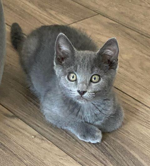 Smokey, Baby Male unknown