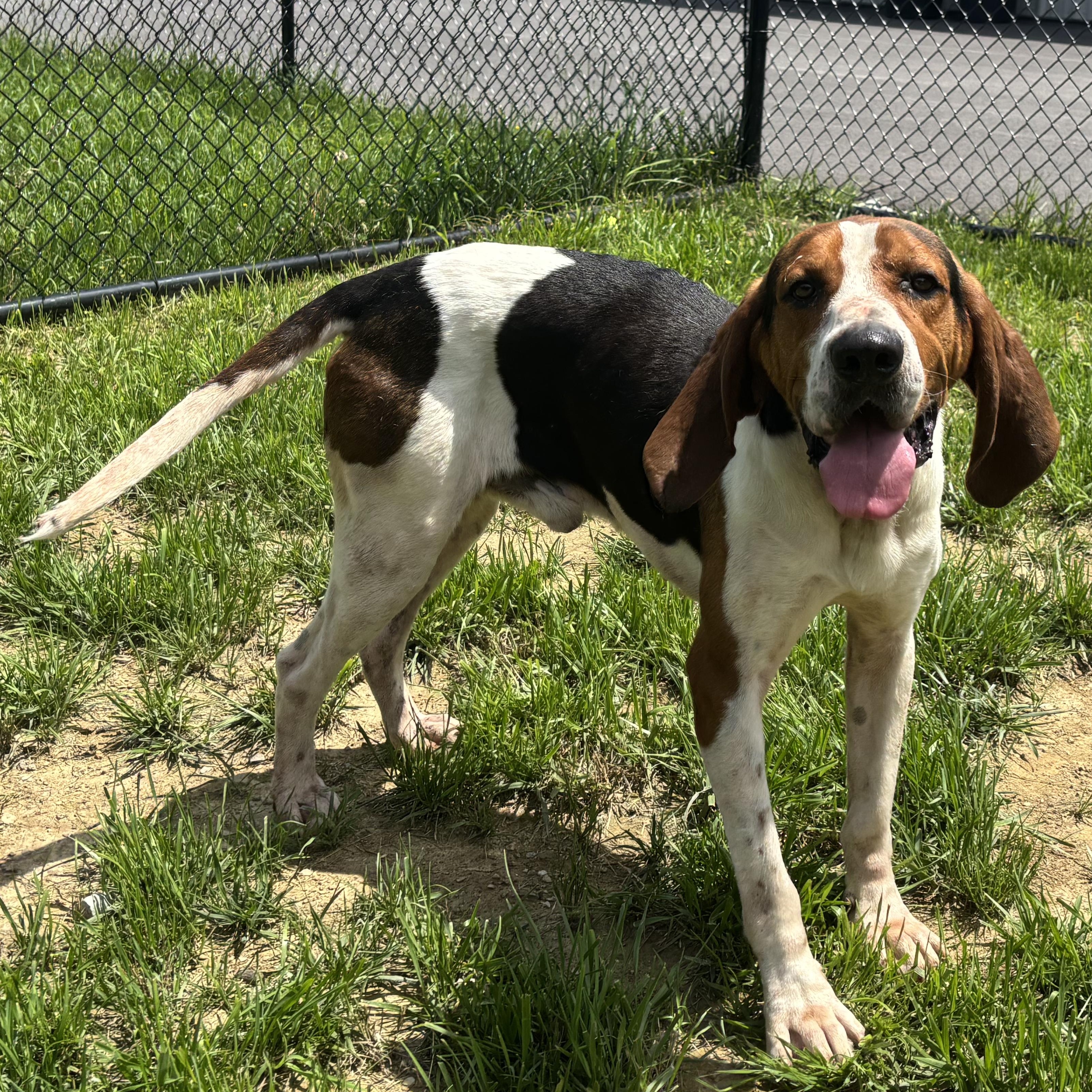 Boots, an adopted Treeing Walker Coonhound in Shepherdsville, KY image 2/2