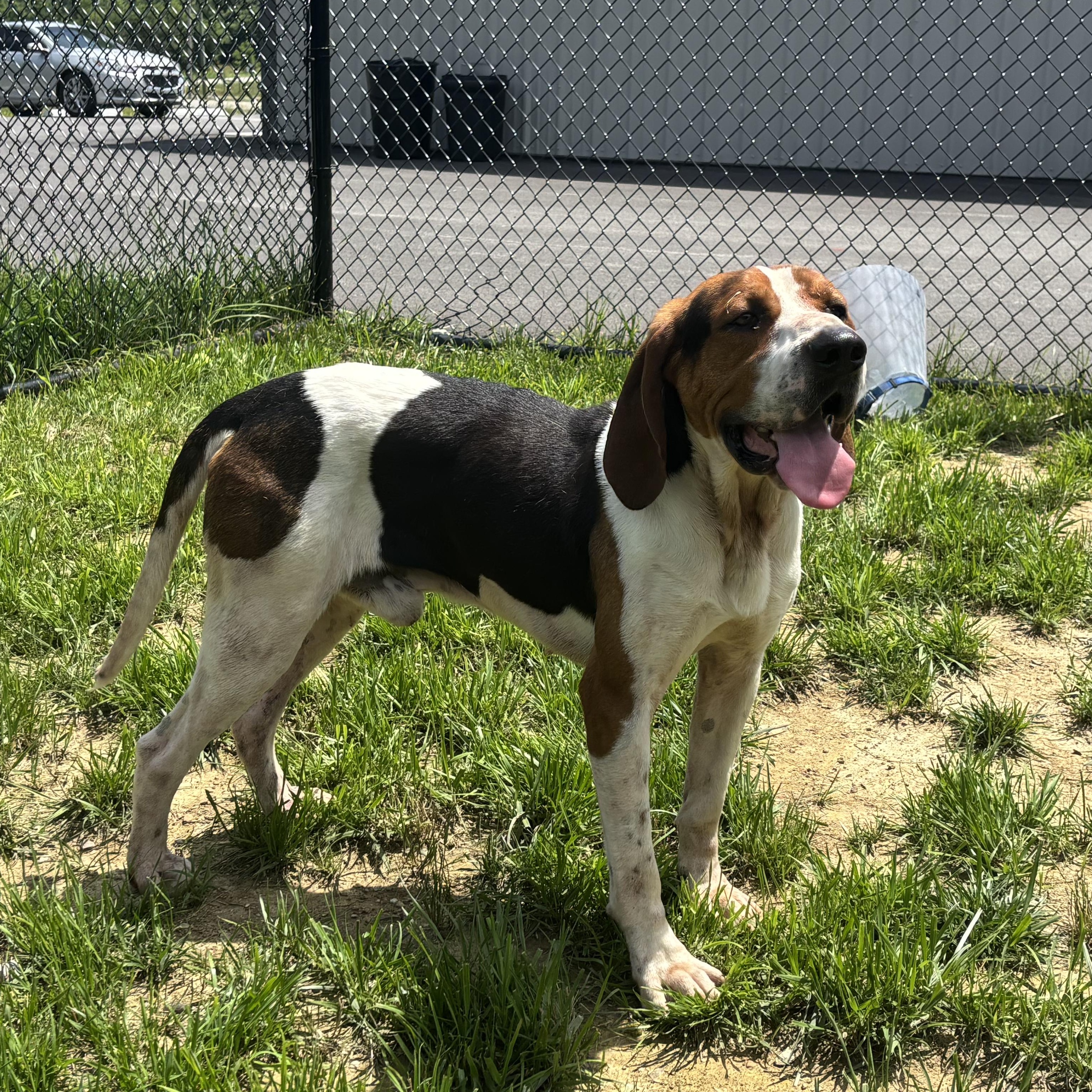 Boots, an adopted Treeing Walker Coonhound in Shepherdsville, KY image 1/2