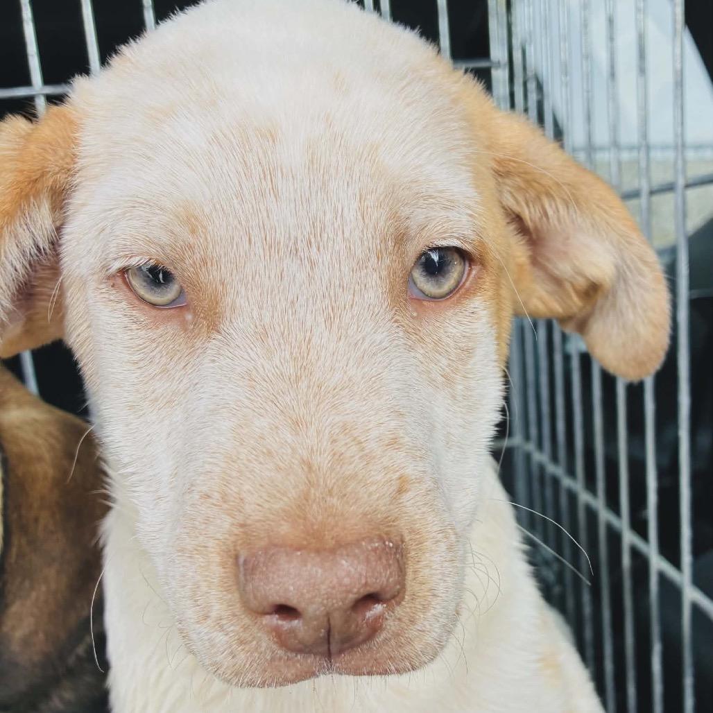 Noodle, Adoptable, Young Male Mixed Breed.