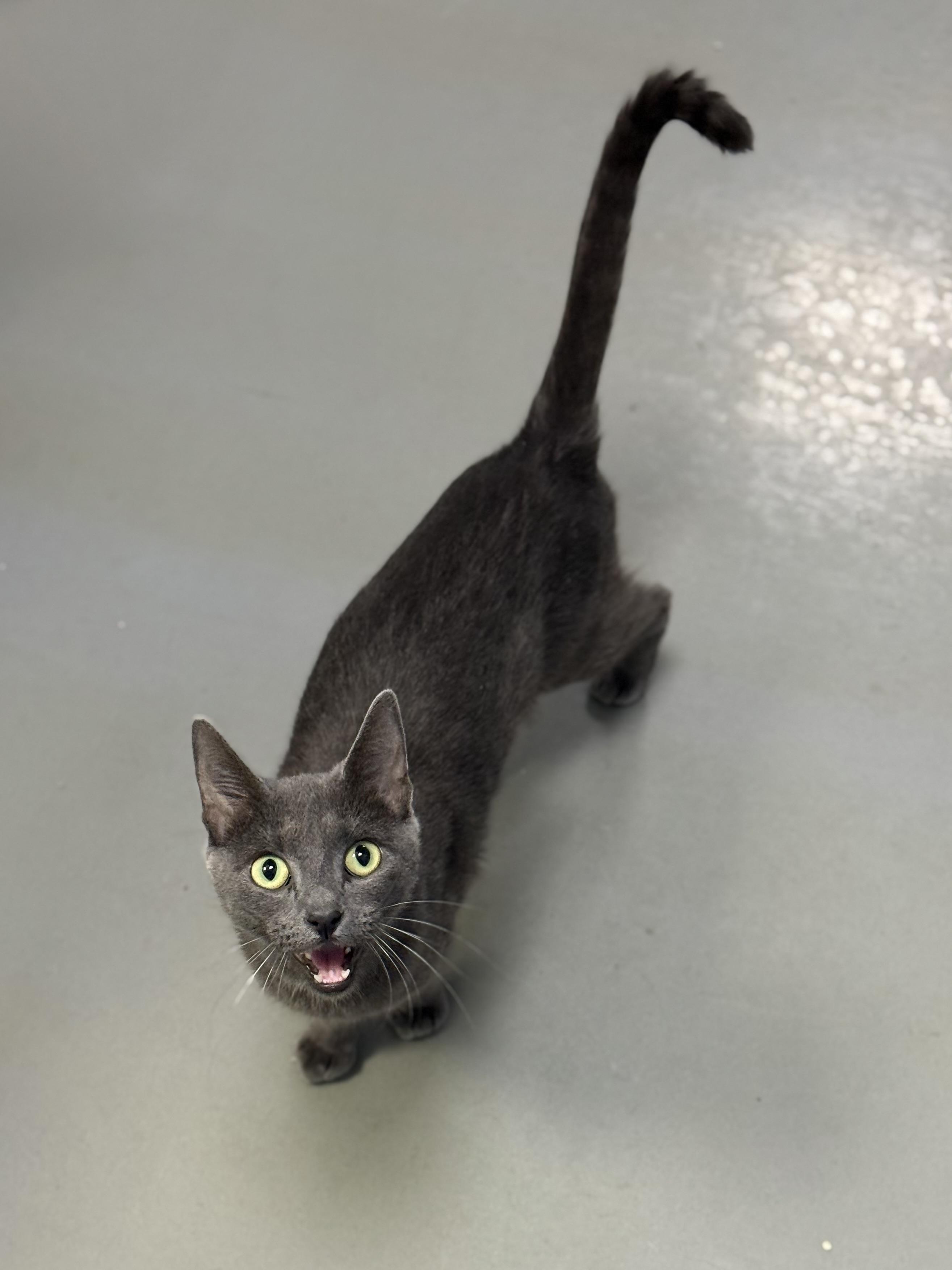 Pam, an adoptable Domestic Short Hair, Russian Blue in Eagle, CO, 81631 | Photo Image 6