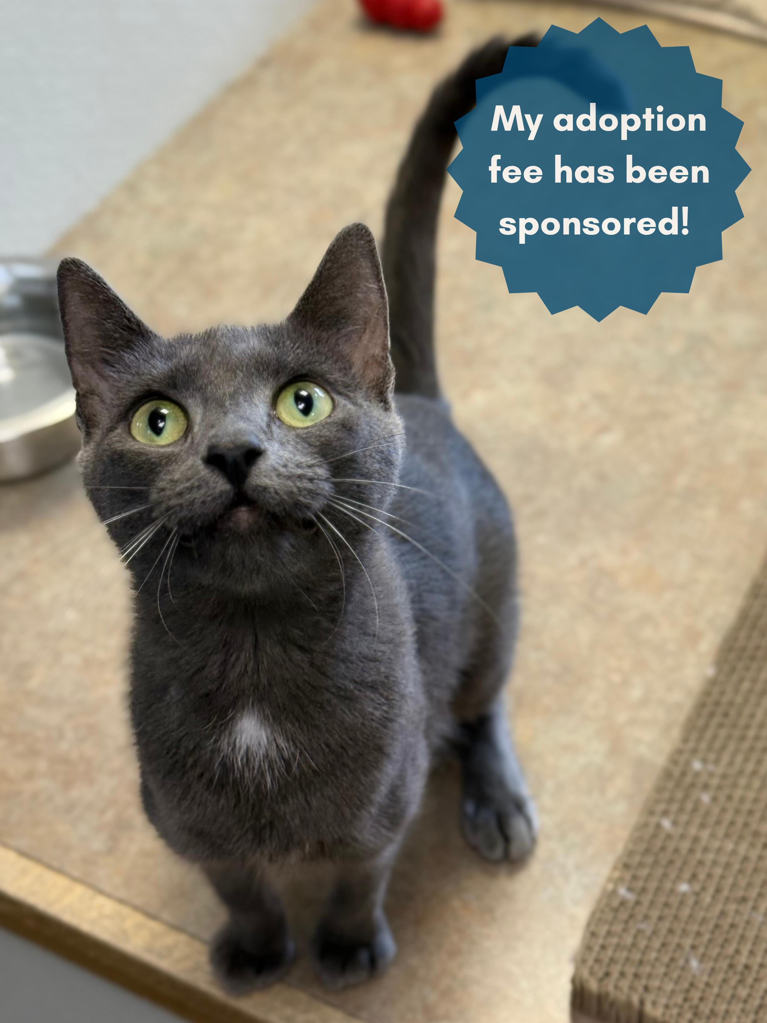 Pam, an adoptable Domestic Short Hair, Russian Blue in Eagle, CO, 81631 | Photo Image 1