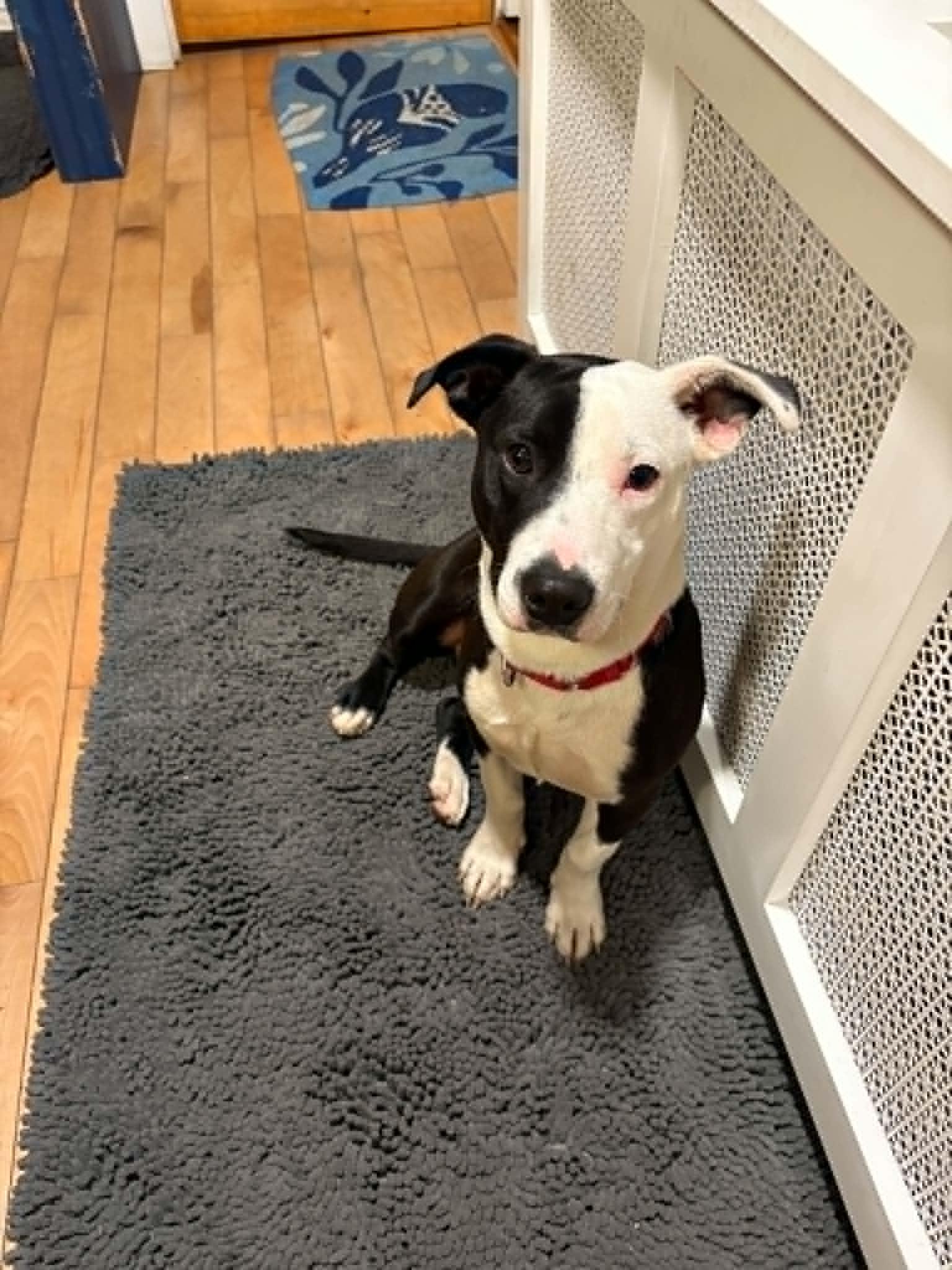 Tyrion, ADOPTABLE, Puppy Male Terrier.