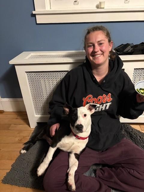 Tyrion, a ADOPTABLE mixed breed in Brunswick, ME image 3/6