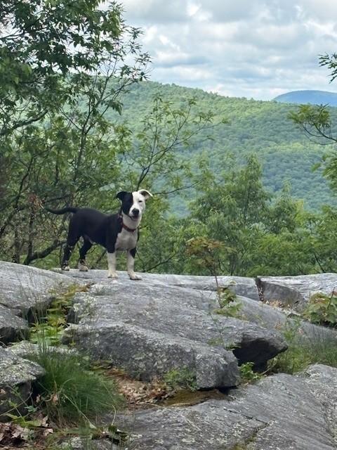 Tyrion, a ADOPTABLE mixed breed in Brunswick, ME image 1/6
