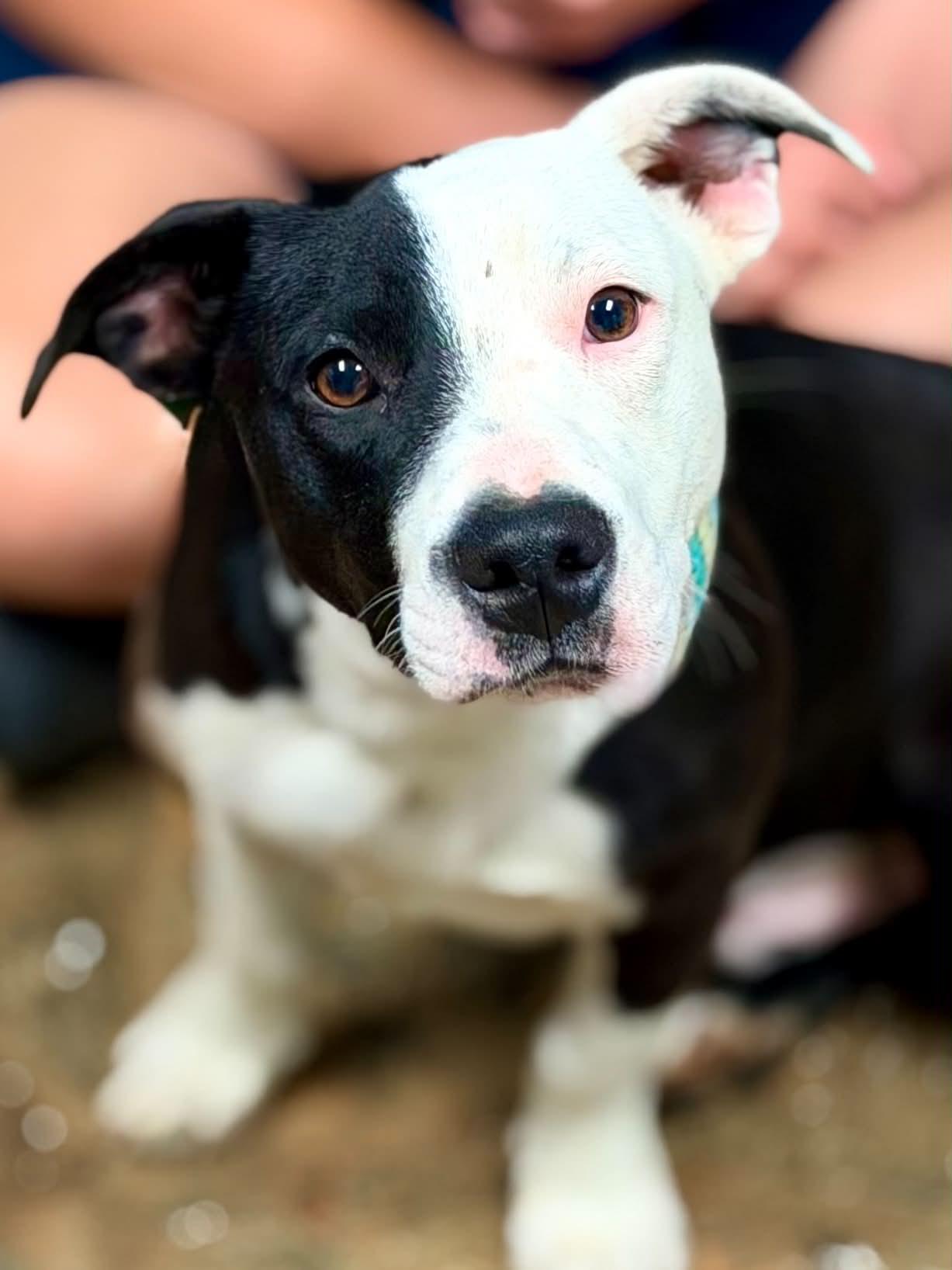 Tyrion, a ADOPTABLE mixed breed in Brunswick, ME image 3/4
