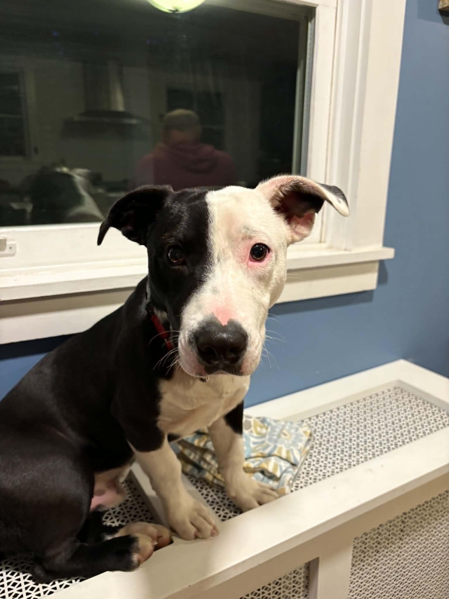 Tyrion, a ADOPTABLE mixed breed in Brunswick, ME image 2/4