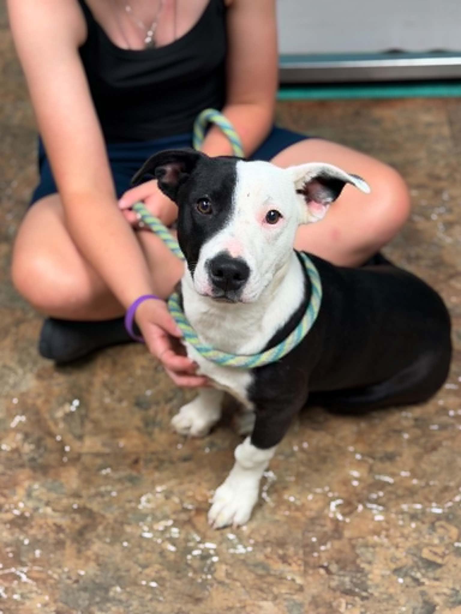 Tyrion, a ADOPTABLE mixed breed in Brunswick, ME image 4/4