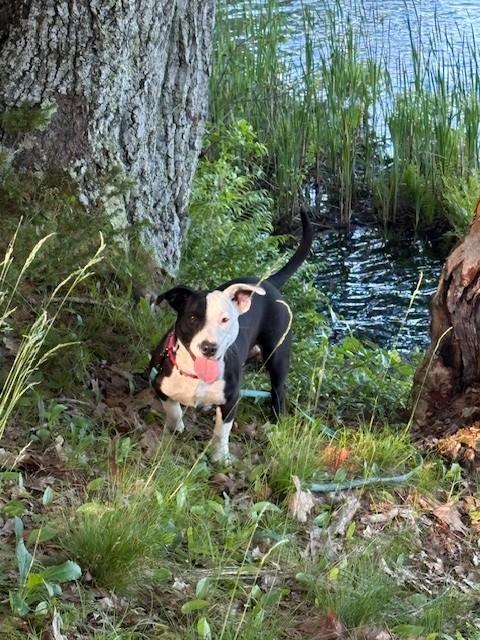 Tyrion, a ADOPTABLE mixed breed in Brunswick, ME image 2/6