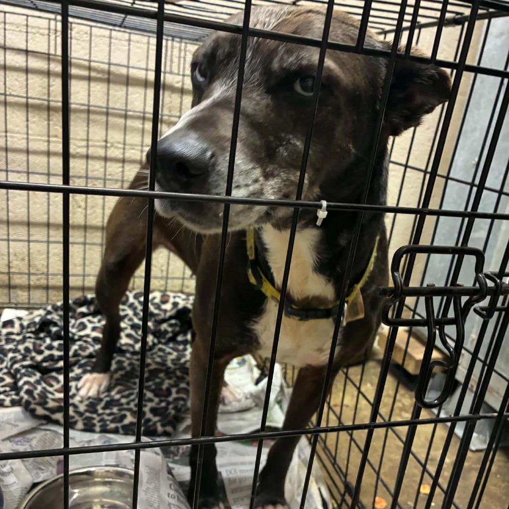 Mo, Adoptable, Senior Female Mixed Breed.