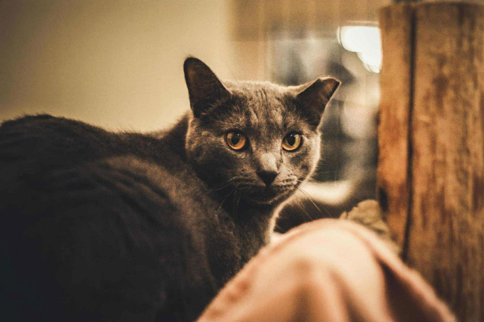 Enlarge SAGE, a Adoptable Domestic Short Hair in Smithtown, NY image 1/1