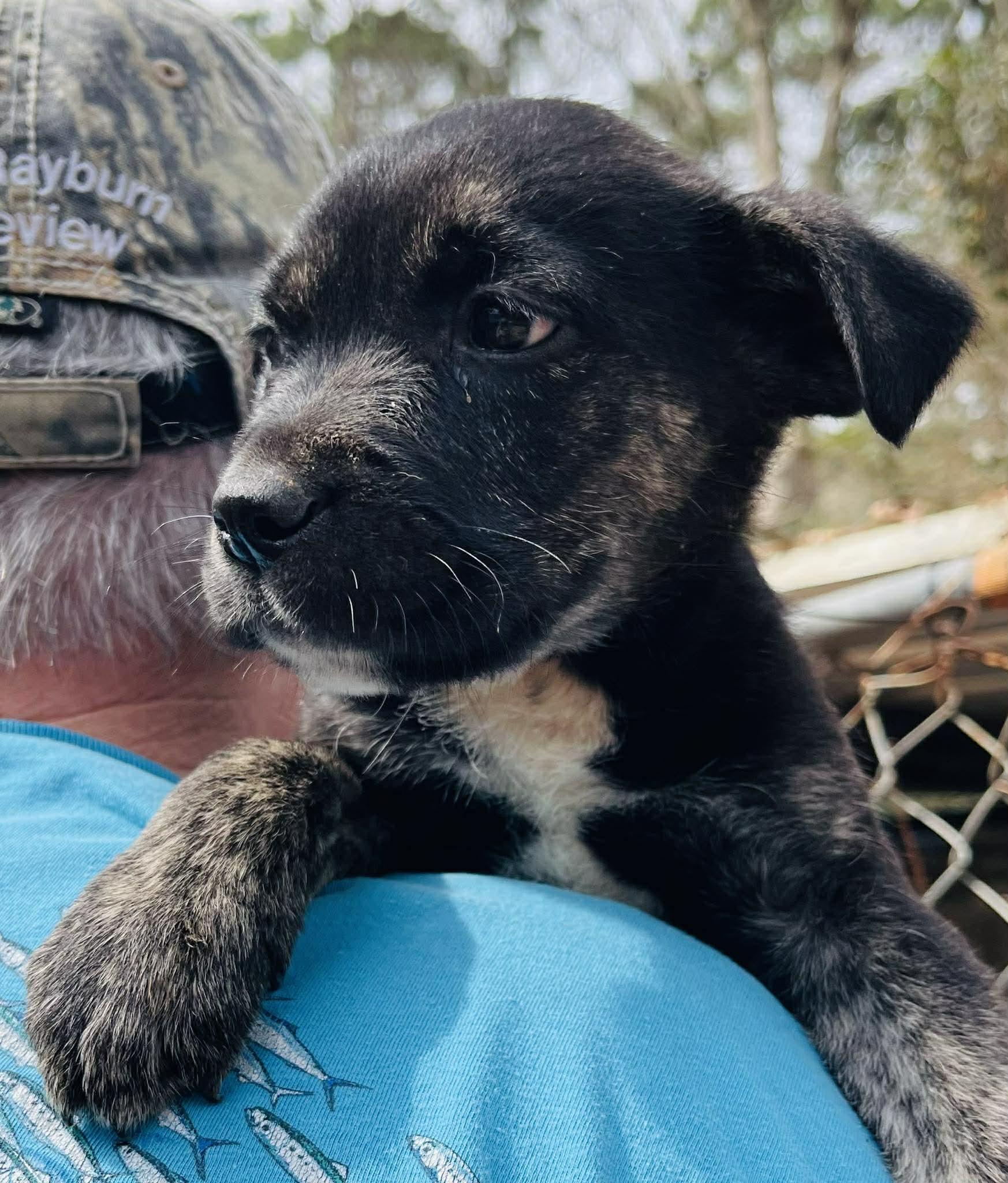 Enlarge Fred, an adopted mixed breed in Blairstown, NJ image 4/6