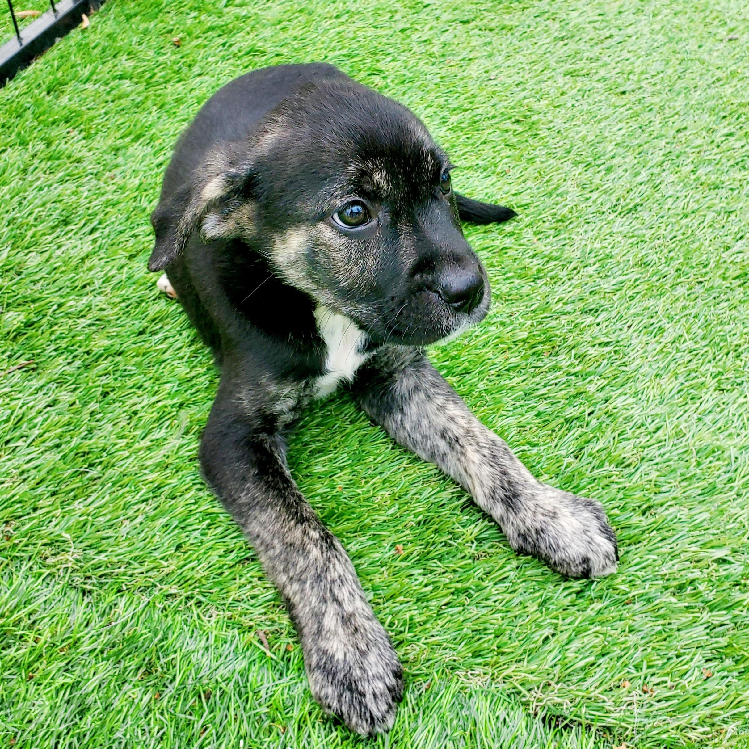 Enlarge Fred, an adopted mixed breed in Blairstown, NJ image 2/6