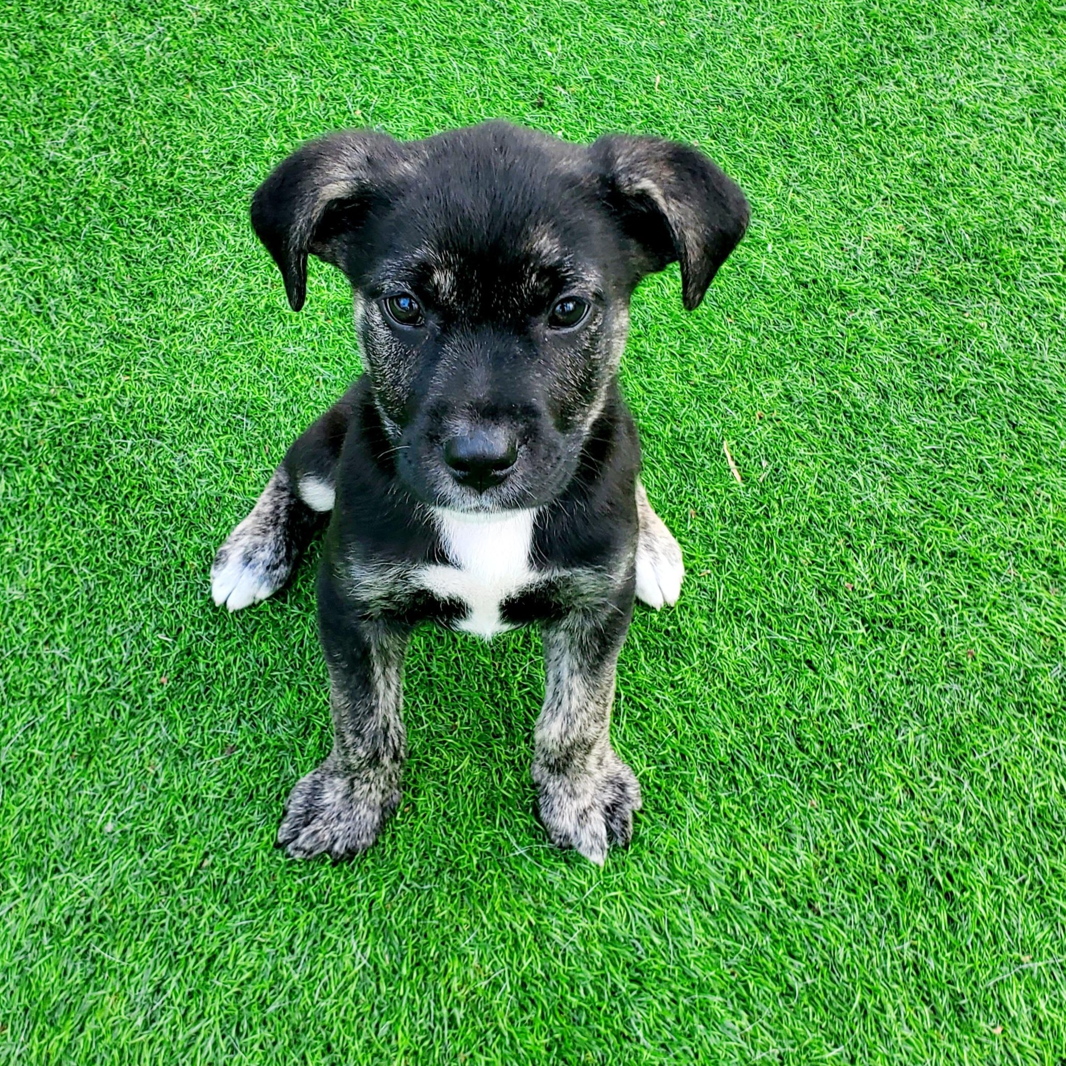 Fred, Adoptable, Puppy Male German Shepherd Dog & Mixed Breed.