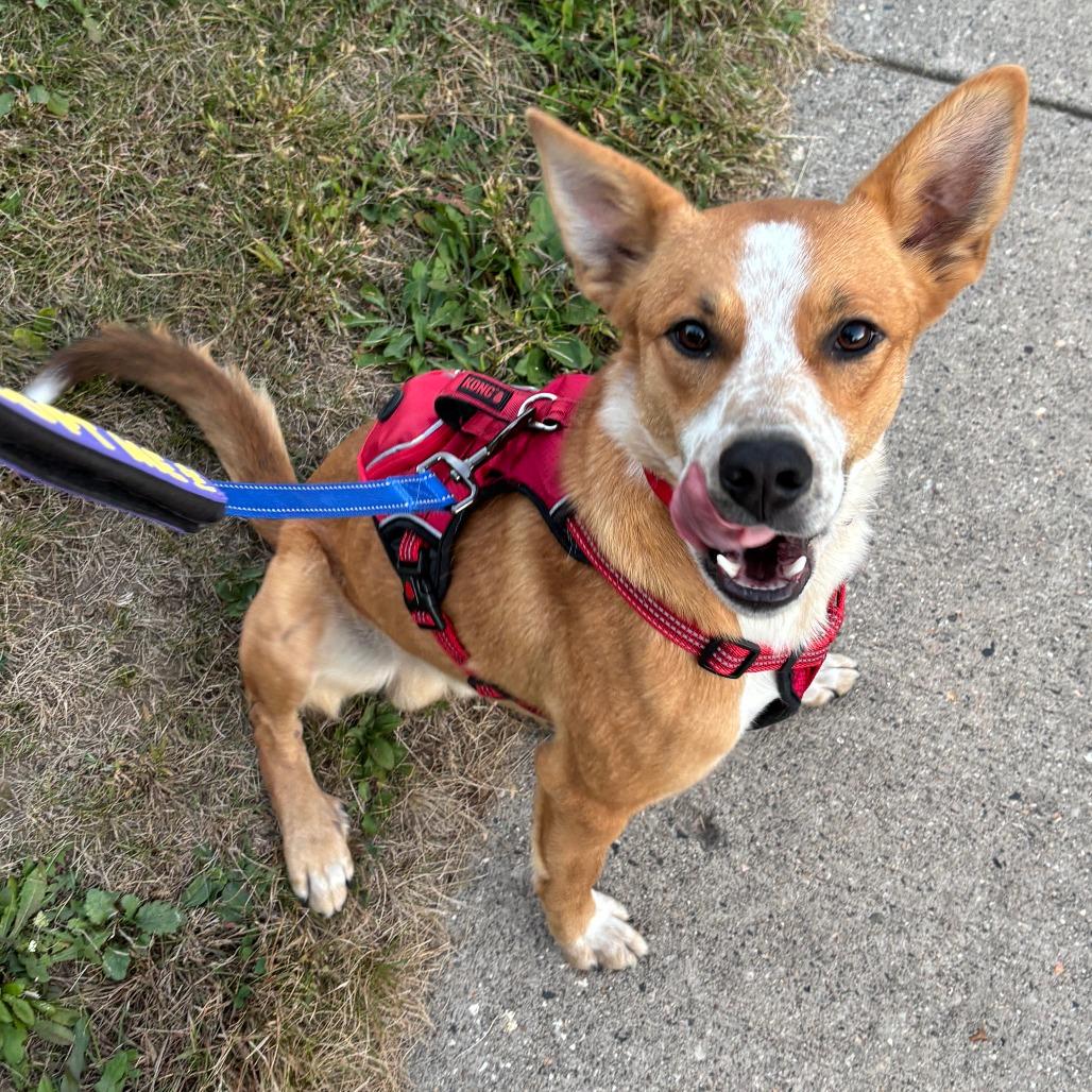 Caramel, a Adoptable mixed breed in Madison, WI image 1/6