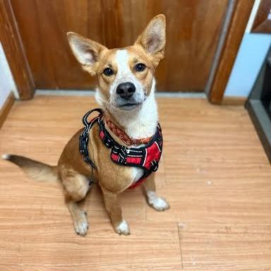 Caramel, a Adoptable mixed breed in Madison, WI image 2/6