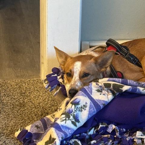 Caramel, a Adoptable mixed breed in Madison, WI image 3/6