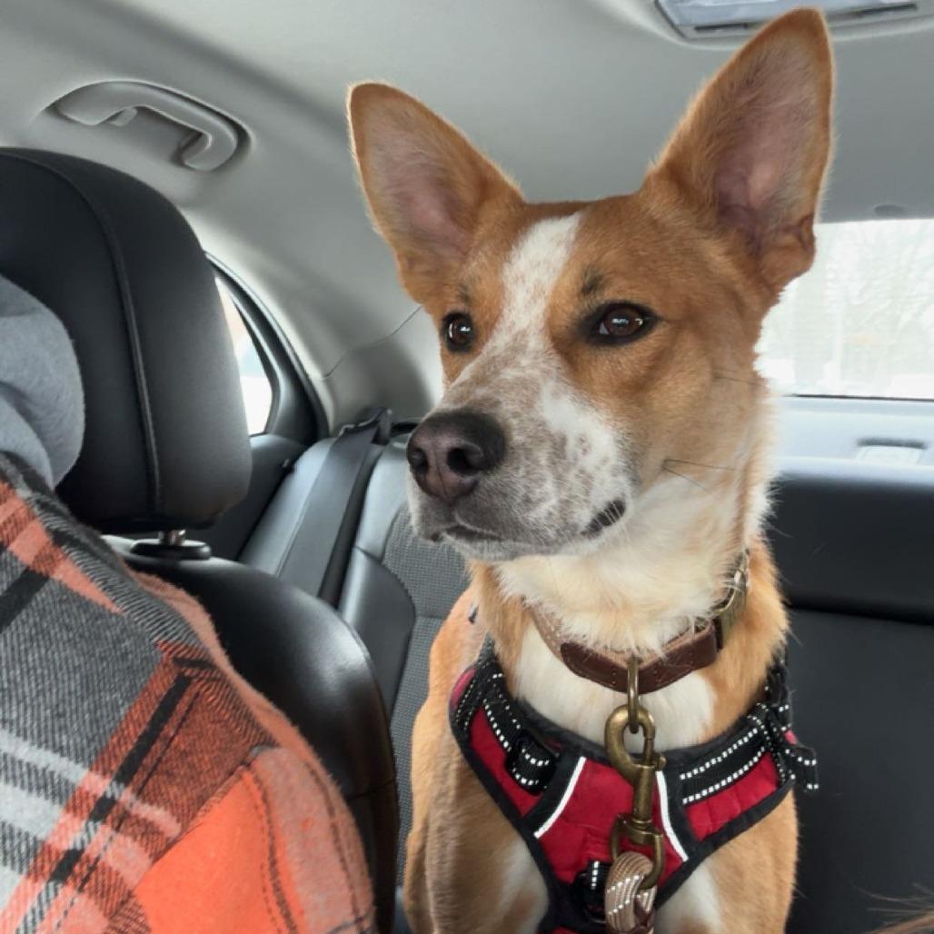 Caramel, a Adoptable mixed breed in Madison, WI image 4/6