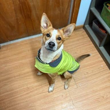 Caramel, a Adoptable mixed breed in Madison, WI image 5/6
