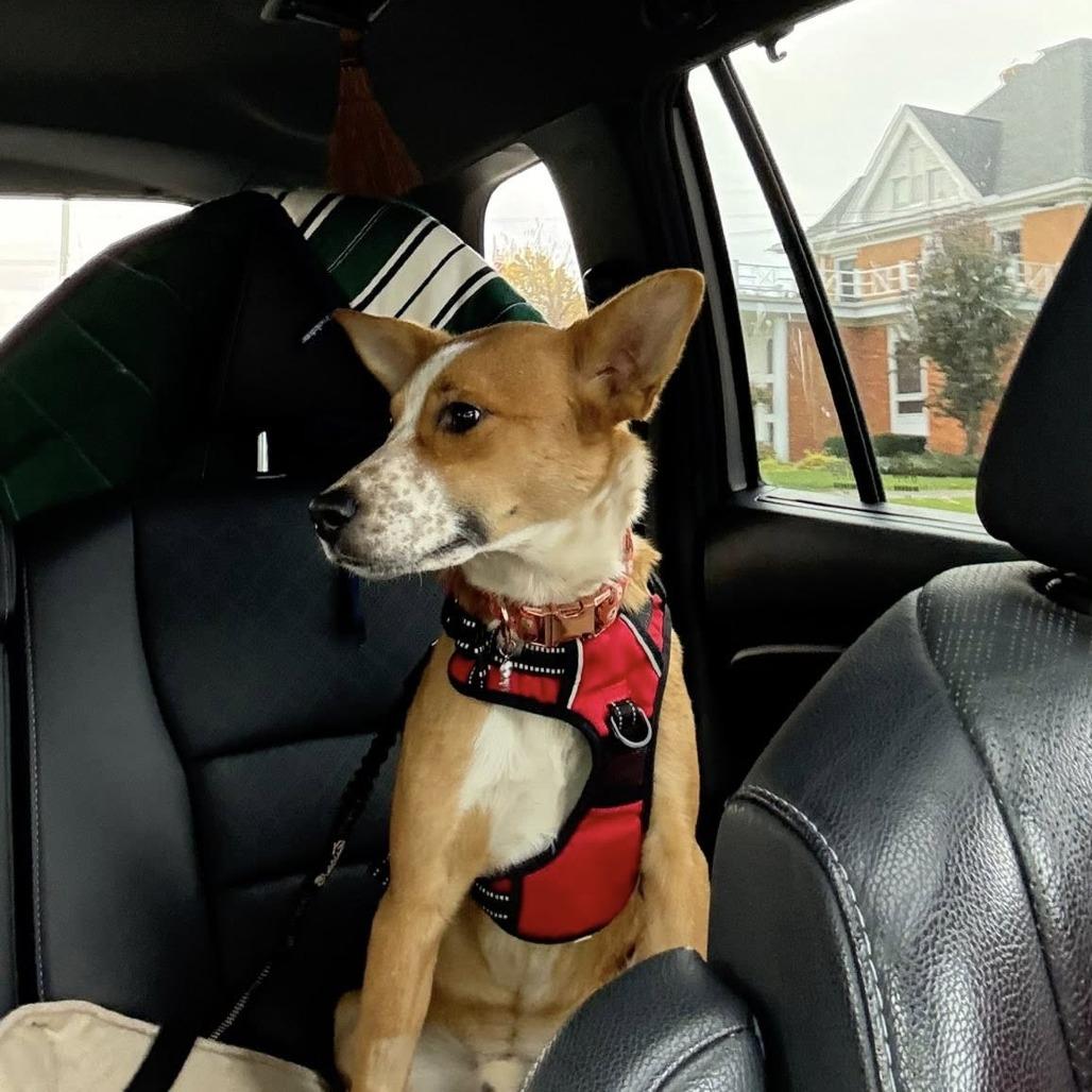 Caramel, a Adoptable mixed breed in Madison, WI image 6/6
