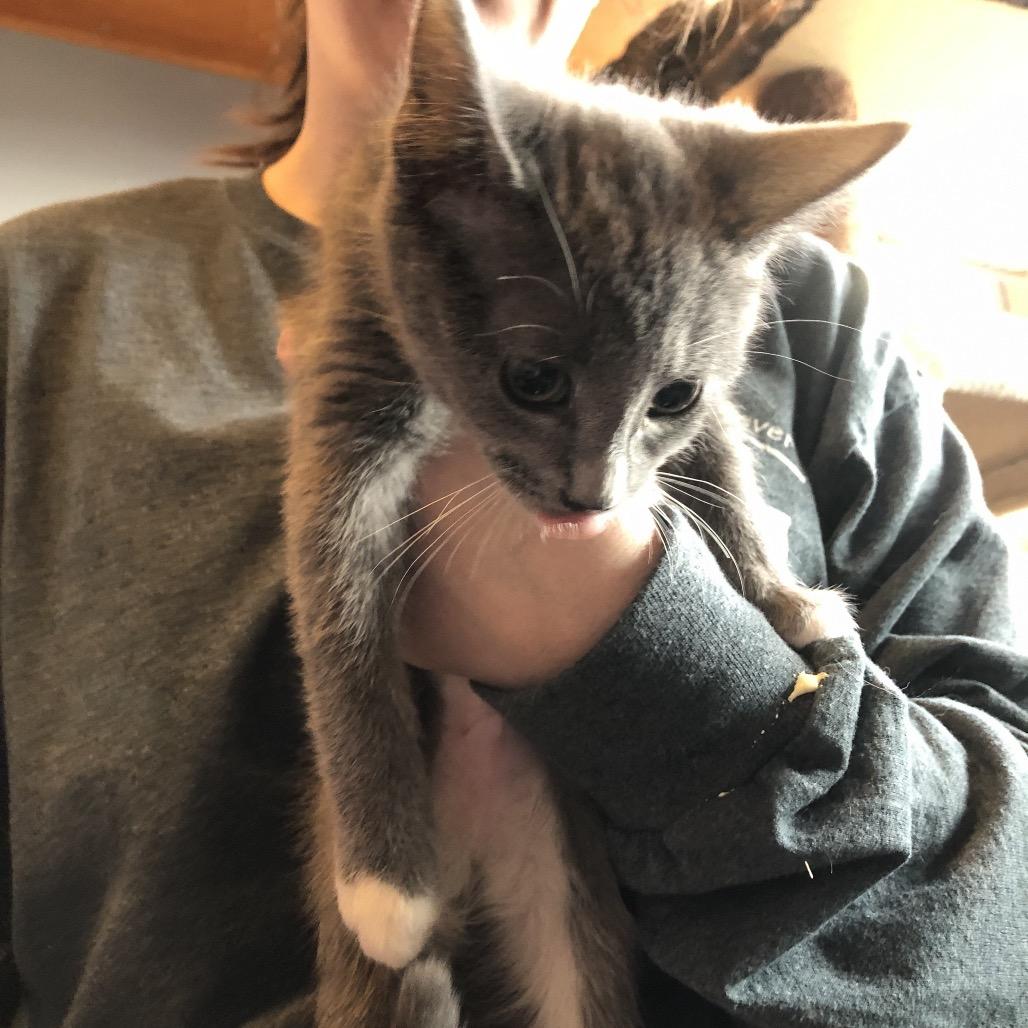 Andromeda, Adoptable, Kitten Female Domestic Short Hair.