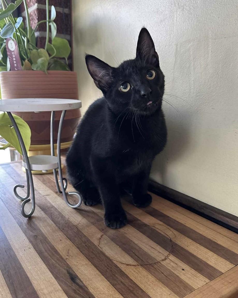 Simon, Adoptable, Young Male Domestic Short Hair.