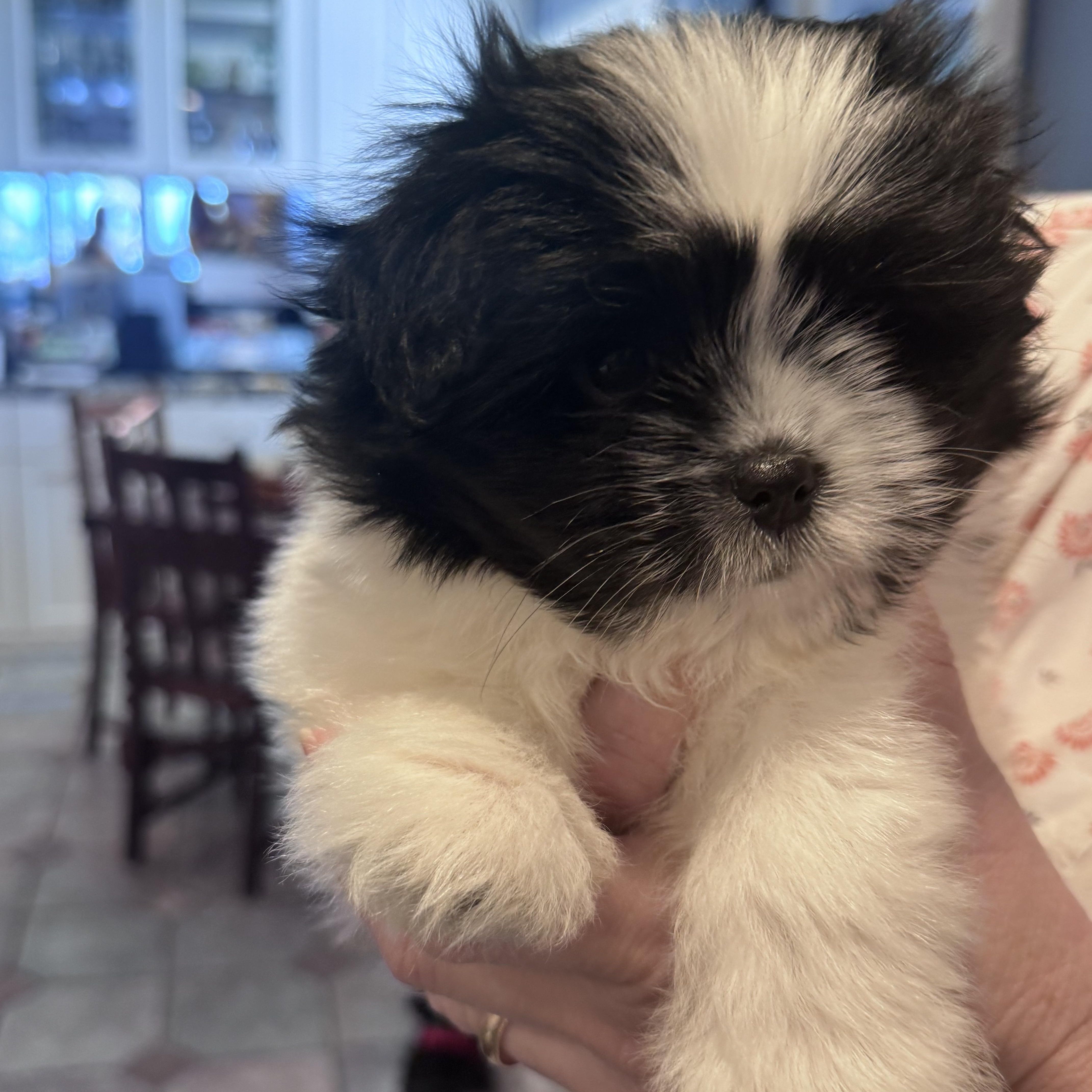 Rachel, an adopted mixed breed in Rancho Santa Fe, CA image 2/3