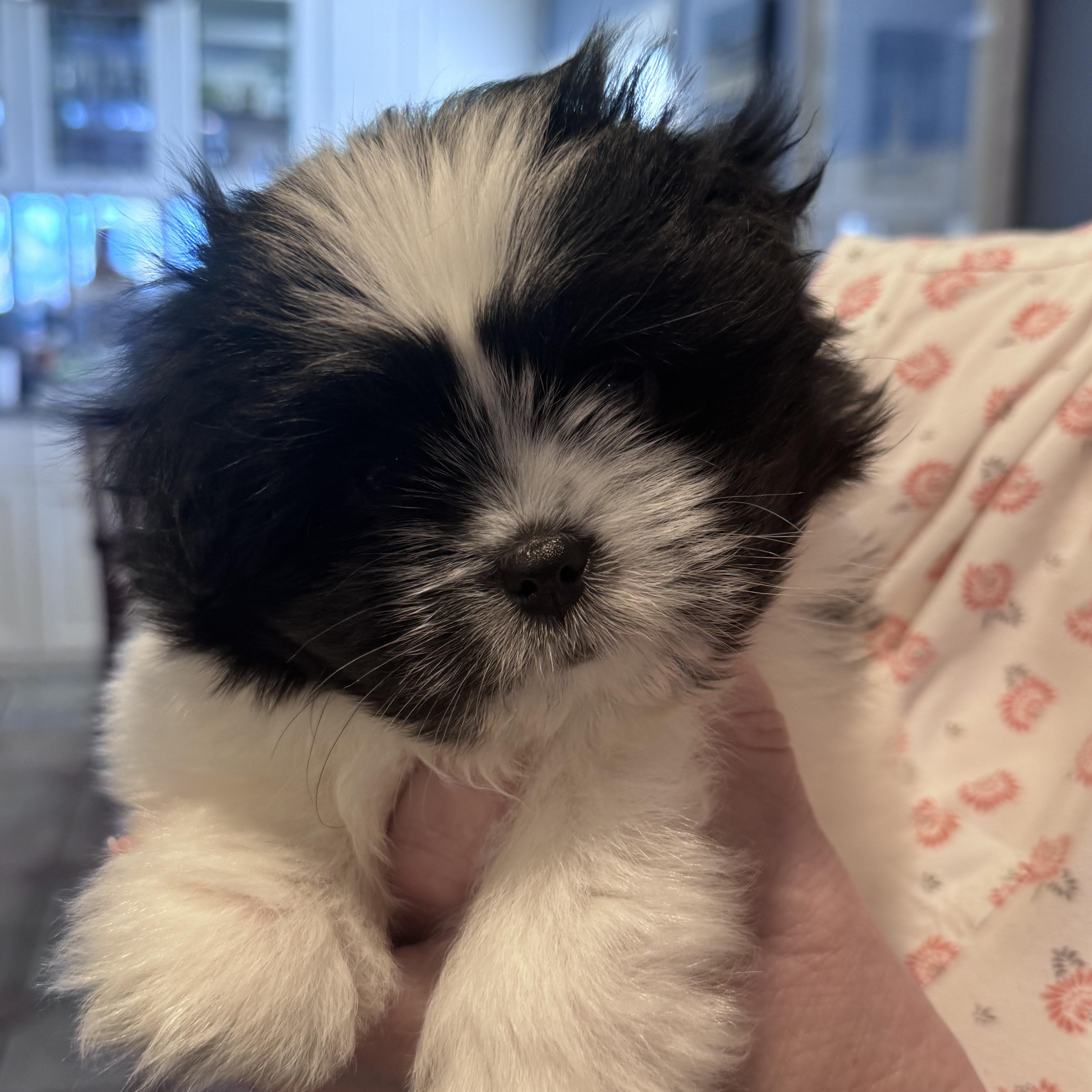 Rachel, adopted, Puppy Female Shih Tzu & Pomeranian.