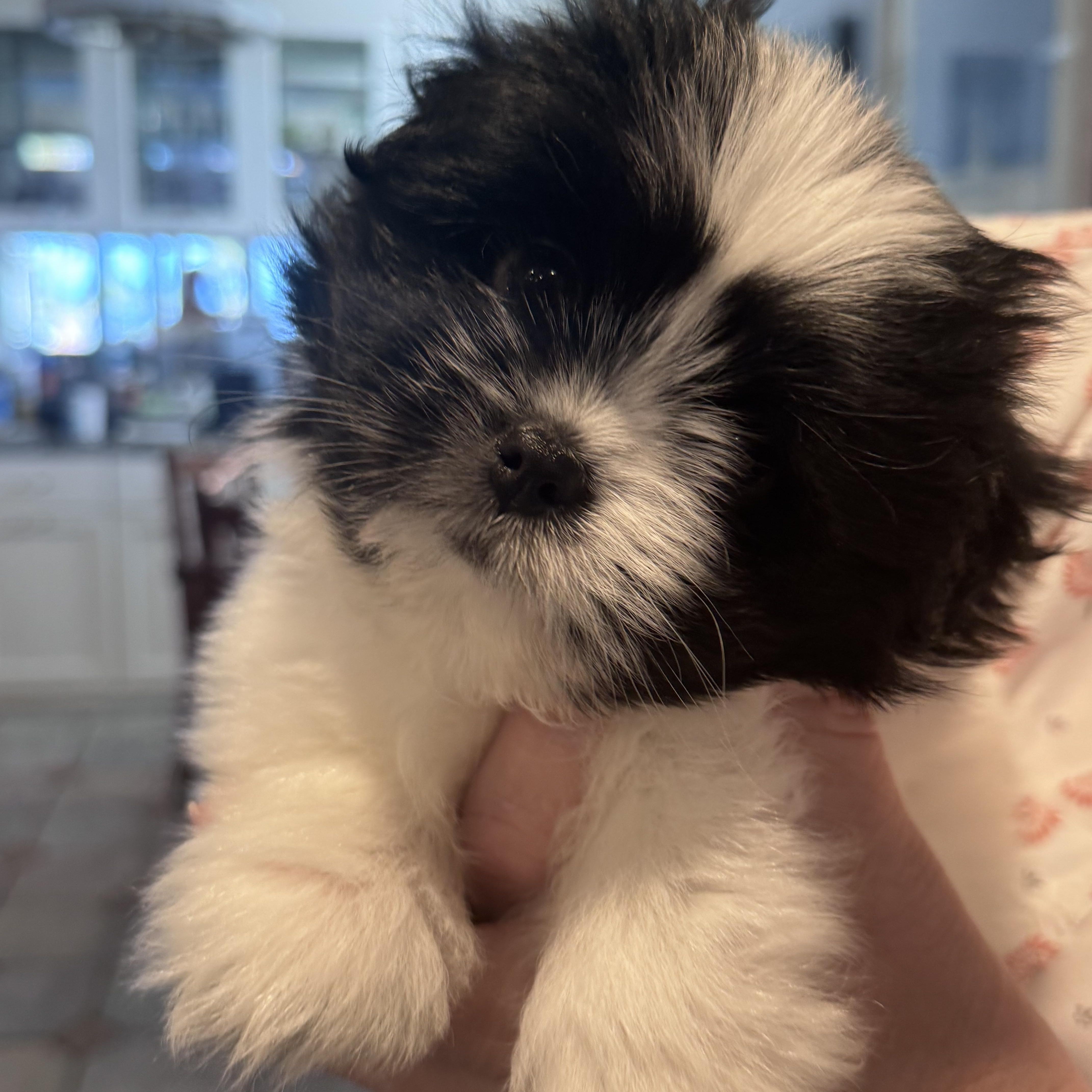 Rachel, an adopted mixed breed in Rancho Santa Fe, CA image 3/3