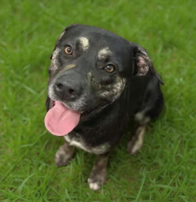 Enlarge Wes, a ADOPTABLE mixed breed in Eustis, FL image 1/1