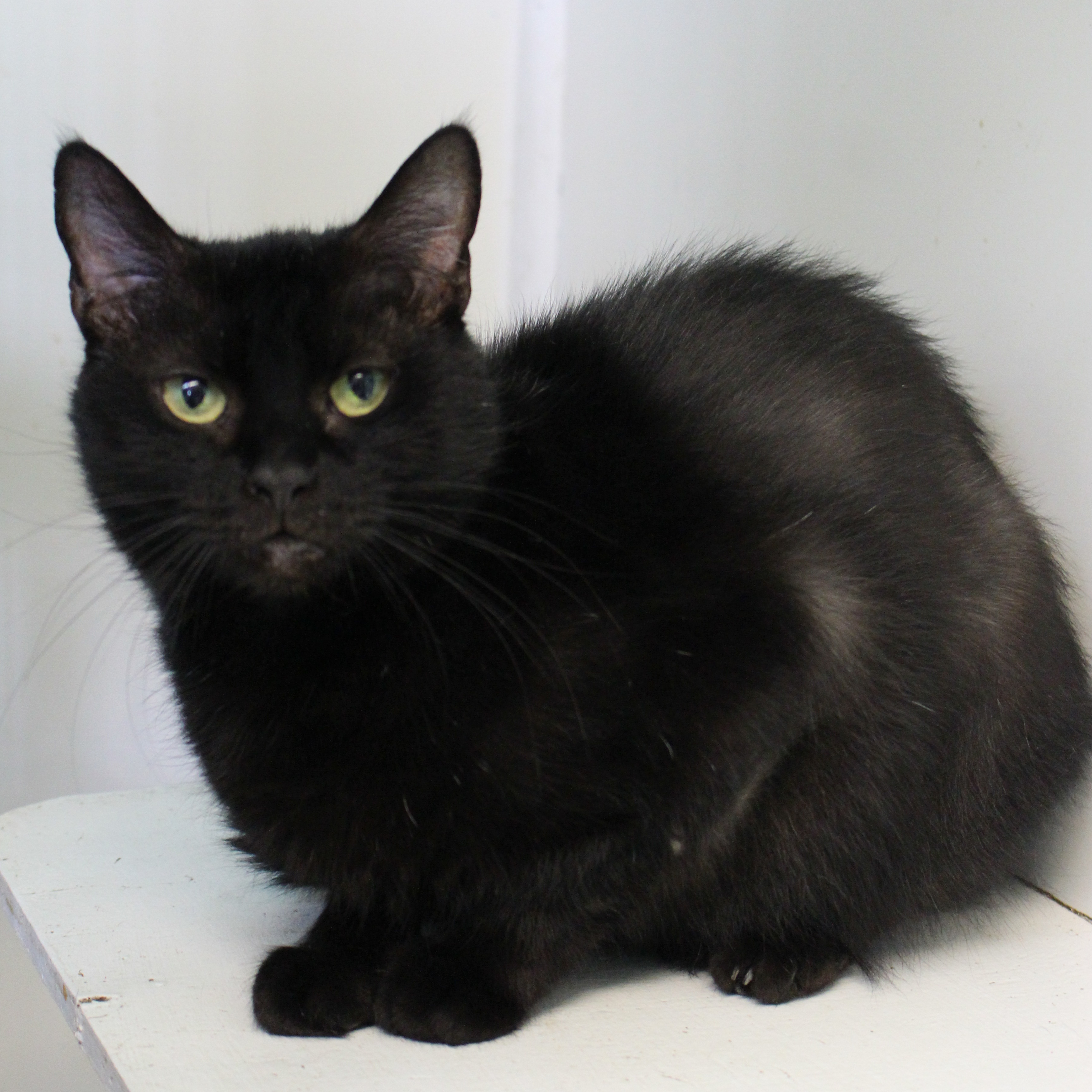 Alyse, Adult Female Domestic Short Hair