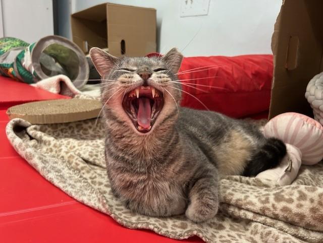 Enlarge Joe Hendry, a Adoptable Domestic Short Hair in Chicago, IL image 1/5