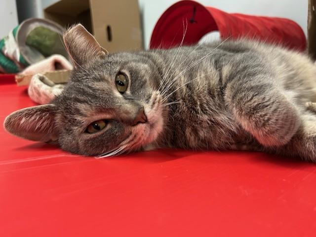 Enlarge Joe Hendry, a Adoptable Domestic Short Hair in Chicago, IL image 2/5