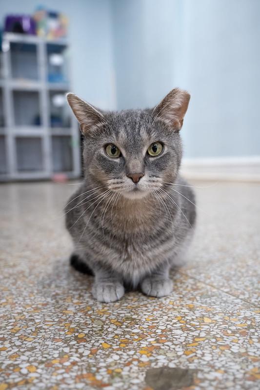 Enlarge Joe Hendry, a Adoptable Domestic Short Hair in Chicago, IL image 3/5