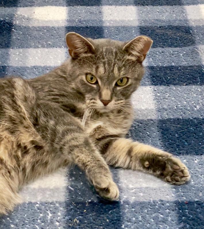 Enlarge Joe Hendry, a Adoptable Domestic Short Hair in Chicago, IL image 4/5