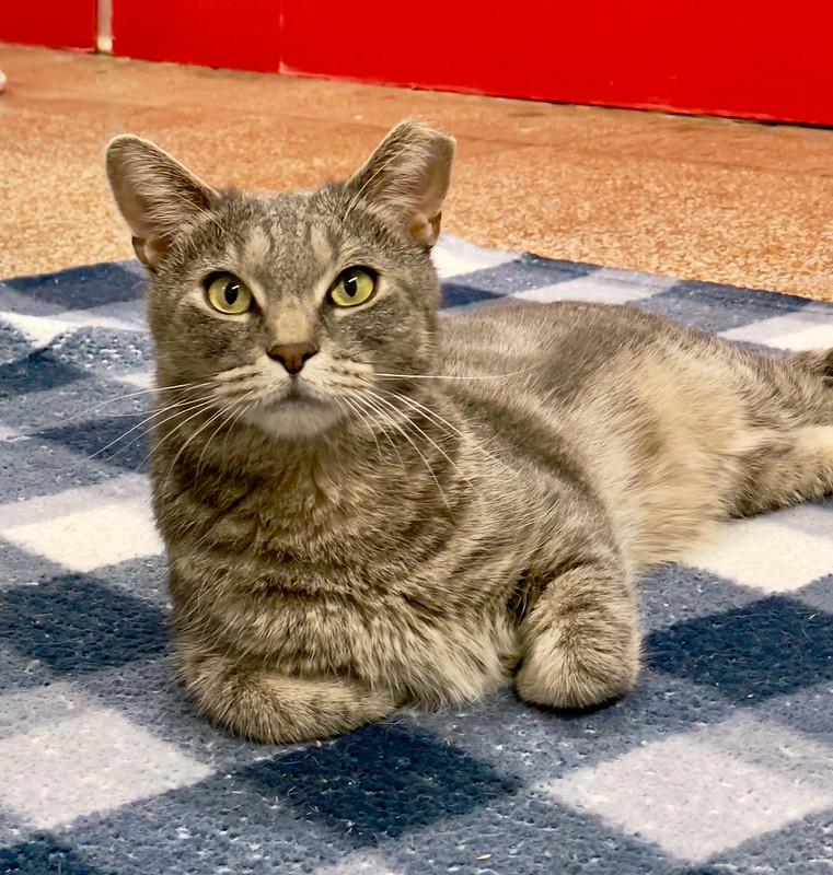 Enlarge Joe Hendry, a Adoptable Domestic Short Hair in Chicago, IL image 5/5