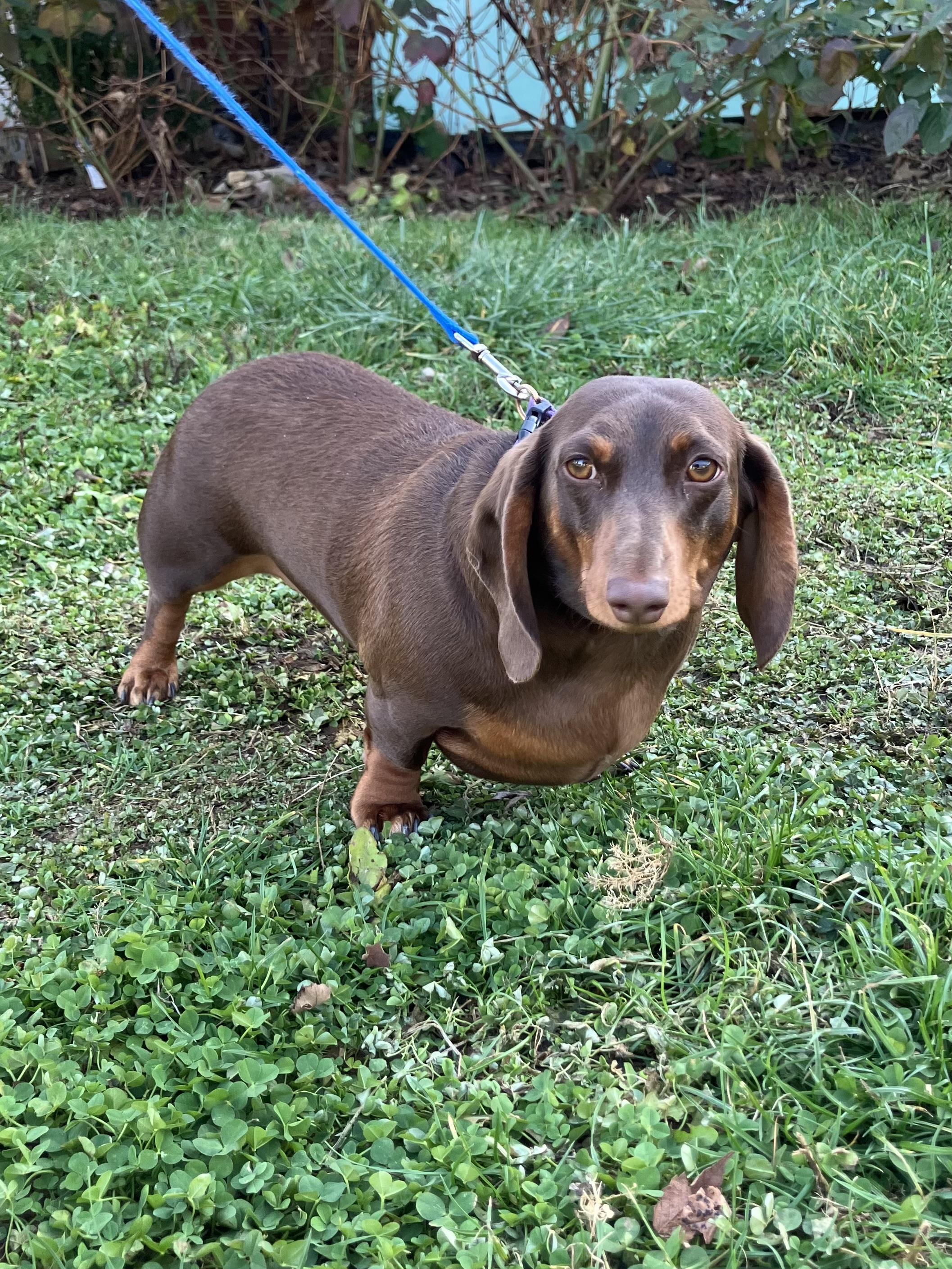 Squishy, adopted, Young Male Dachshund.