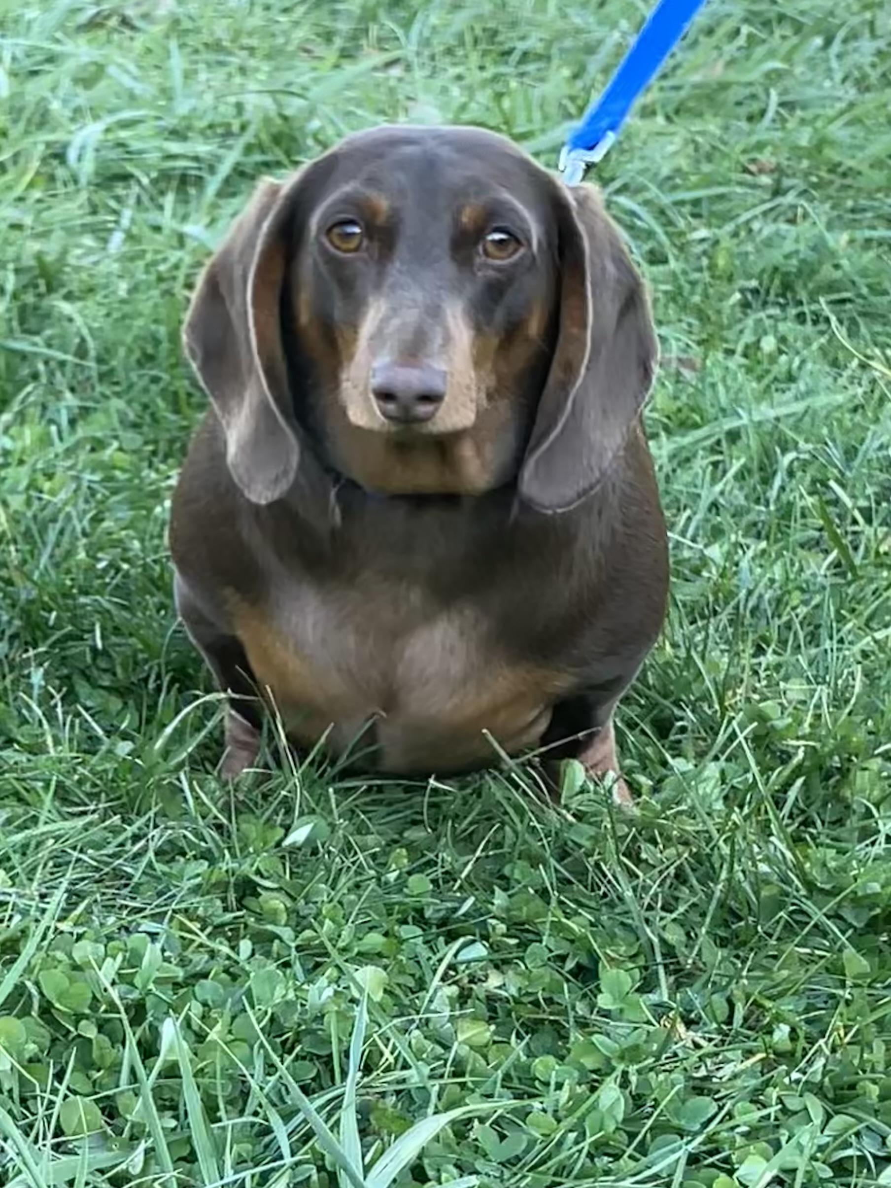 Enlarge Squishy, an adopted Dachshund in Lebanon, OH image 2/2