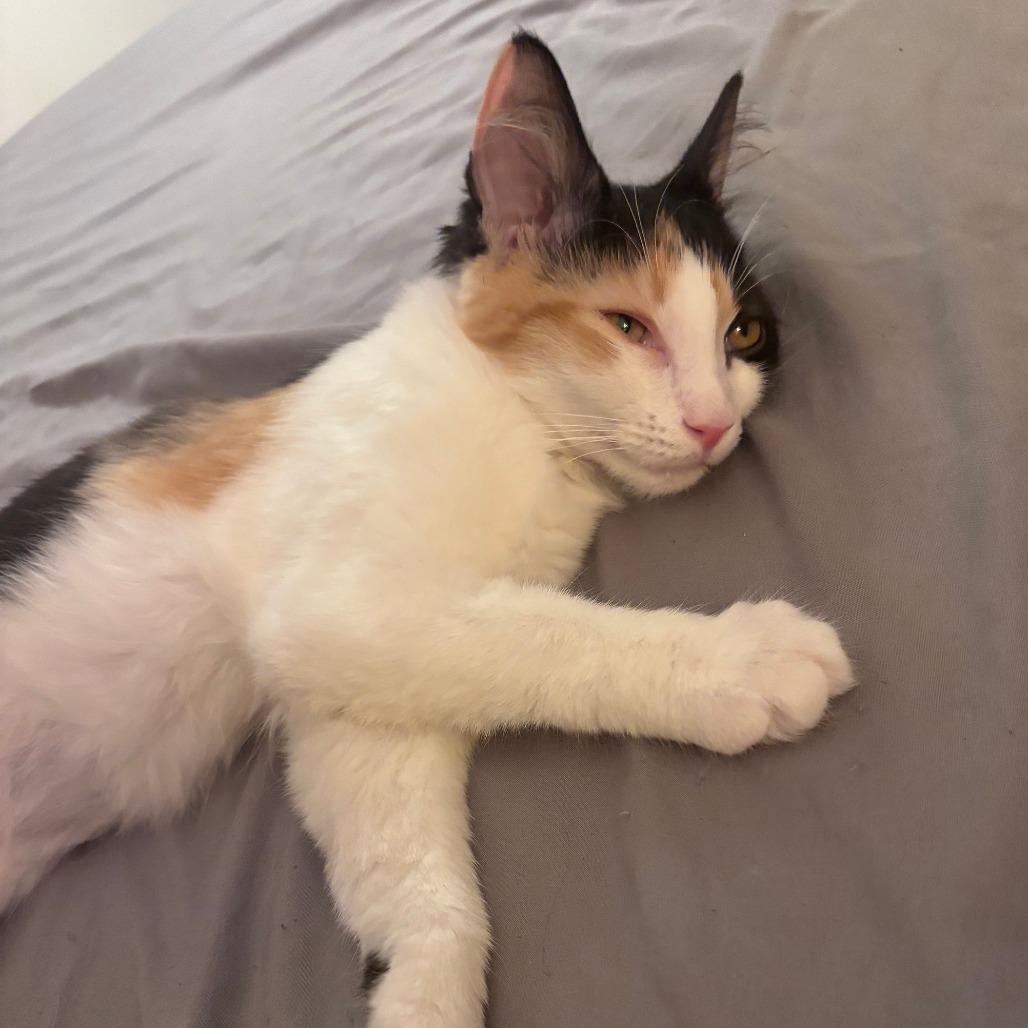 Mewow, a Adoptable Domestic Long Hair in Washington, DC image 1/6