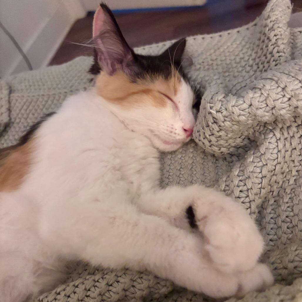 Mewow, a Adoptable Domestic Long Hair in Washington, DC image 2/6