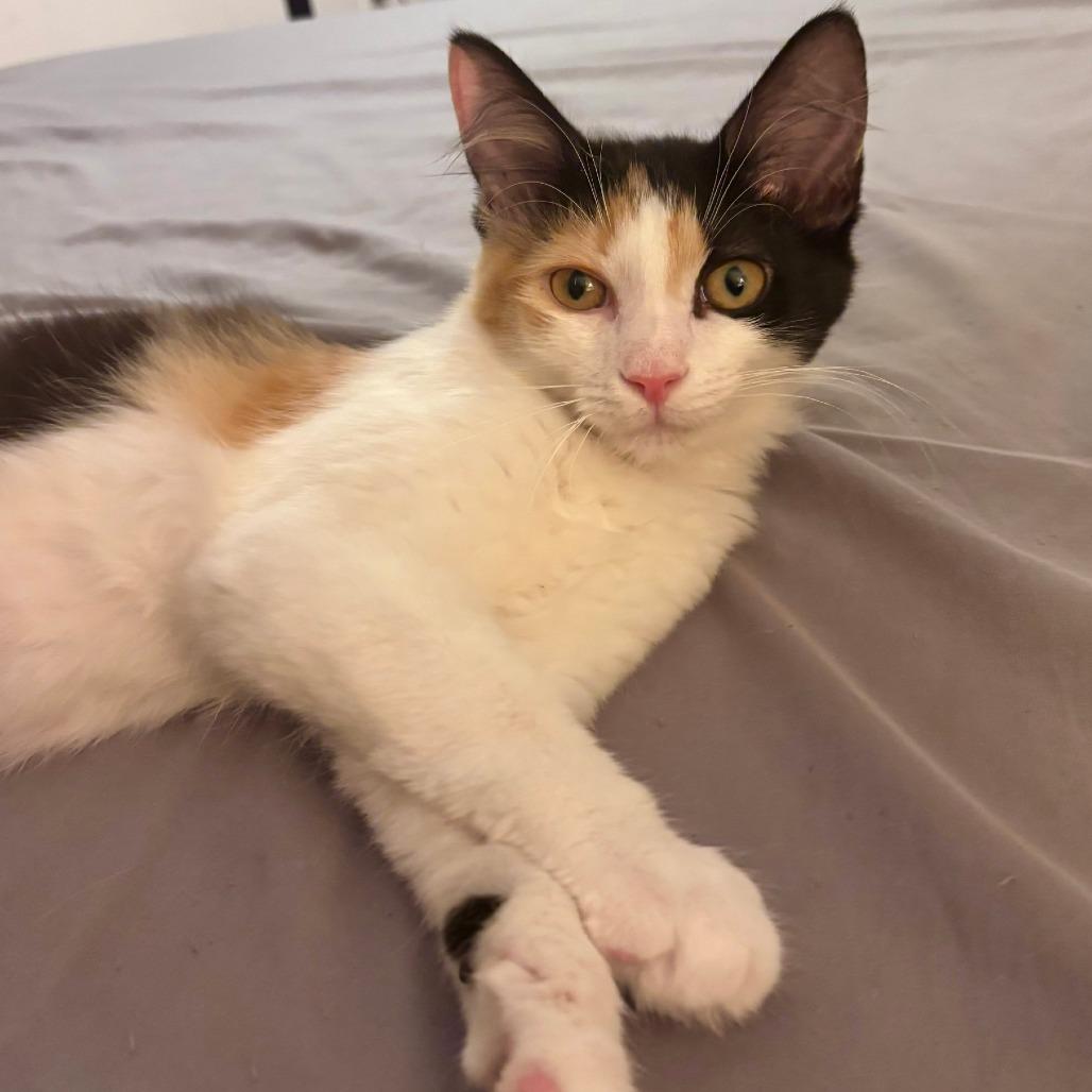 Mewow, a Adoptable Domestic Long Hair in Washington, DC image 3/6