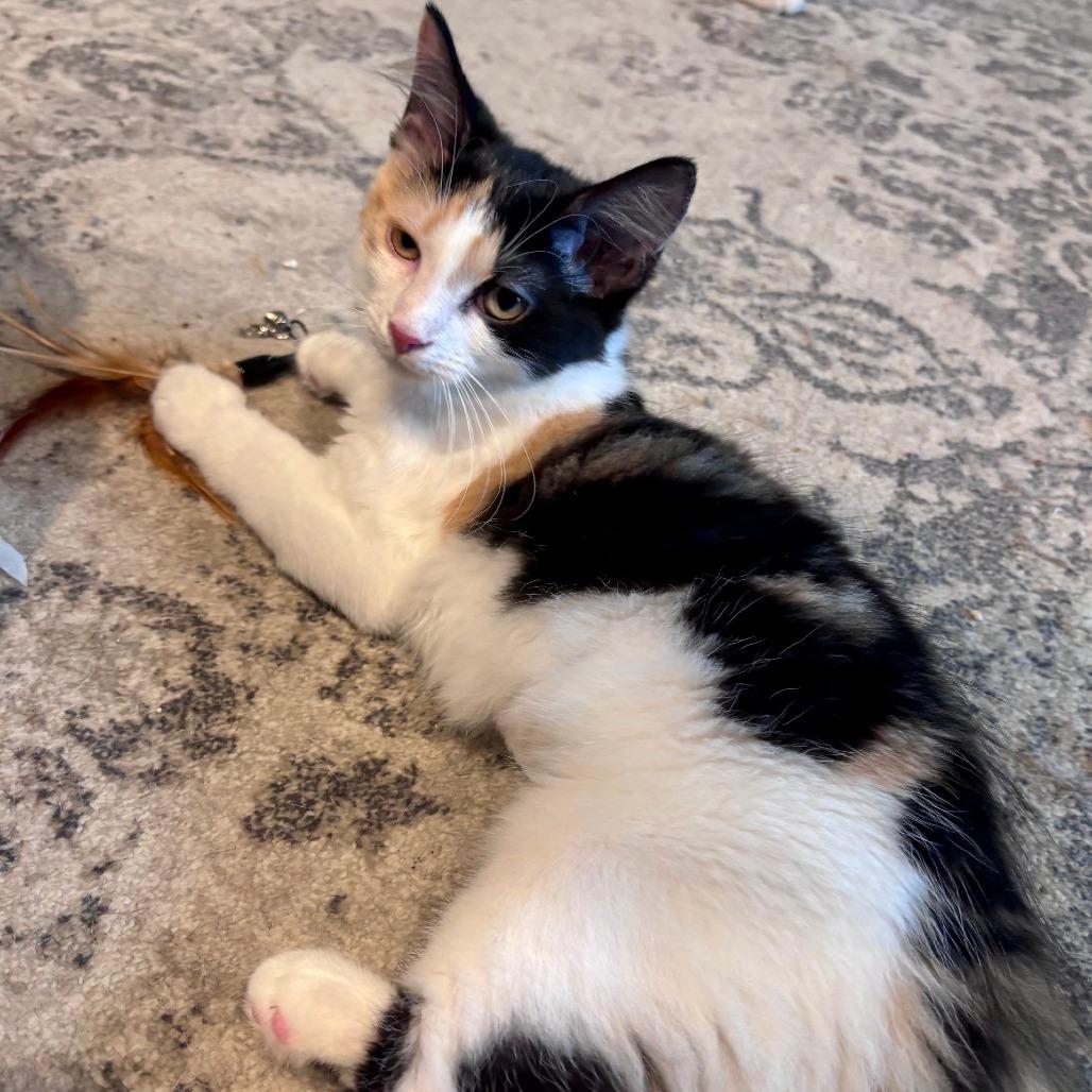 Mewow, a Adoptable Domestic Long Hair in Washington, DC image 4/6