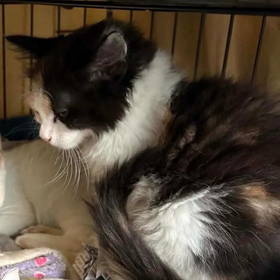 Mewow (aka Meow), a Adoptable Domestic Long Hair in Washington, DC image 1/2