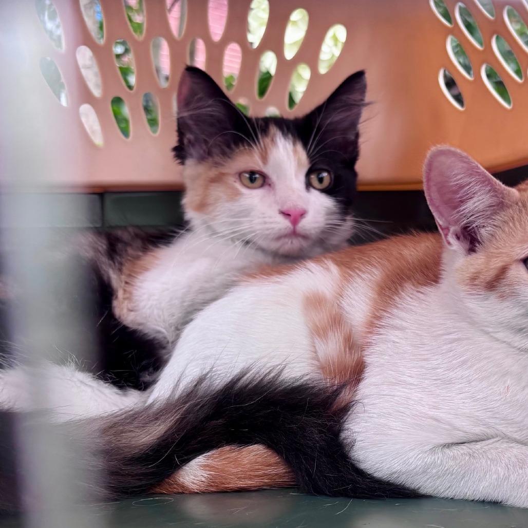 Mewow, a Adoptable Domestic Long Hair in Washington, DC image 5/6