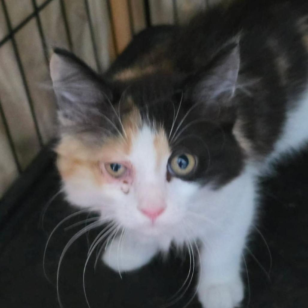 Mewow (aka Meow), a Adoptable Domestic Long Hair in Washington, DC image 2/2